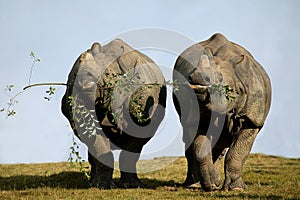 INDIAN RHINOCEROS rhinoceros unicornis, PAIR FEEDING ON THE SAME BRANCH