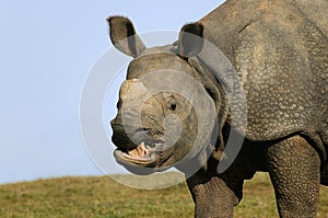 Indian Rhinoceros, rhinoceros unicornis, Portrait of Adult