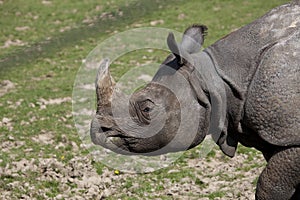 Indian Rhinoceros, rhinoceros unicornis, Portrait of Female