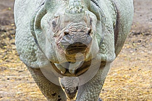 Indian rhinoceros (Rhinoceros unicornis) photo
