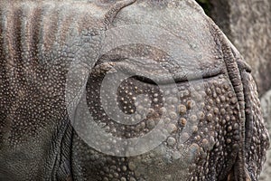 Indian rhinoceros Rhinoceros unicornis. Skin texture photo