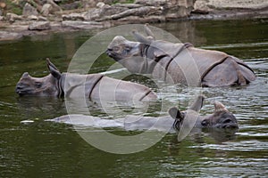 Indian rhinoceros Rhinoceros unicornis. photo