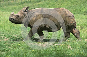 INDIAN RHINOCEROS rhinoceros unicornis WALKING ON GRASS