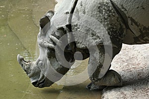 Indian rhinoceros (Rhinoceros unicornis). photo