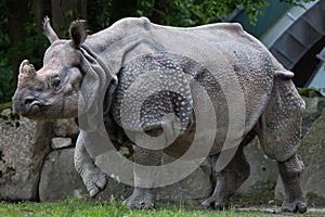 Indian rhinoceros Rhinoceros unicornis. photo