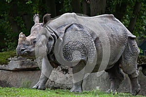 Indian rhinoceros Rhinoceros unicornis. photo