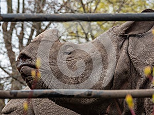 Indian rhinoceros, Rhinoceros unicornis. Zoo animals