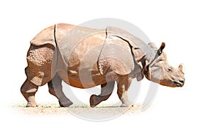 The Indian Rhinoceros.