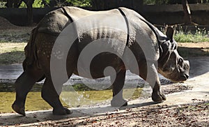 Indian rhinoceros walks. with blurred background it is natural