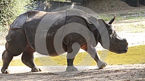 Indian rhinoceros walks. with dim background