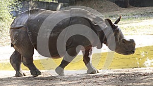 Indian rhinoceros walks. with dim background