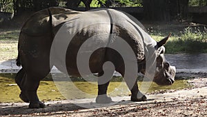 Indian rhinoceros walks in the ground. with blurred background