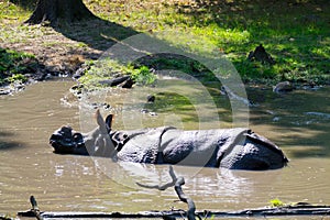 Indian rhinoceros in the water