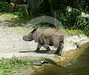 Indian Rhinoceros, at the zoo.