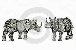 Indian rhinos couple