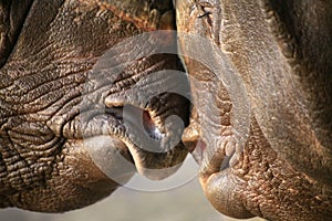 Indian Rhinos rubbing noses photo