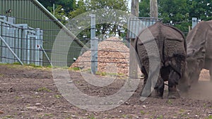 Indian rhinos sort things out, rhino conflict in a safari park, close-up, 4K