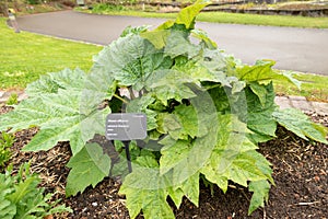 Indian Rhubarb or Rheum Officinale in Zurich in Switzerland