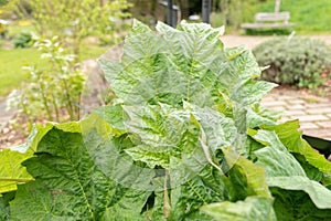 Indian Rhubarb or Rheum Officinale in Zurich in Switzerland