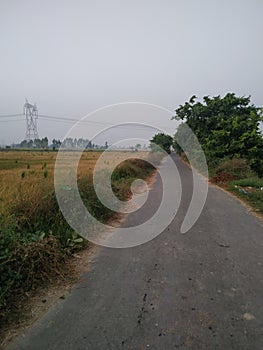 Indian Rice crop field. Ready