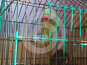 Indian ring neck parrot eating almonds