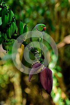 Indian ring necked parakeet