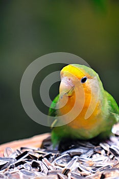 Indian Ring Necked Parakeet photo