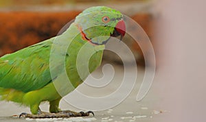 Indian ring necked parakeet natural nature wallpaper