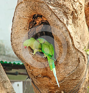 Indian Ring-necked Parakeet or Parrot