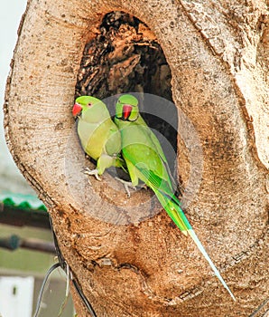 Indian Ring-necked Parakeet or Parrot