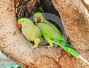 Indian Ring-necked Parakeet or Parrot