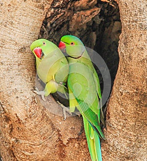 Indian Ring-necked Parakeet or Parrot