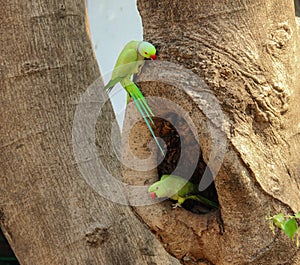 Indian Ring-necked Parakeet or Parrot