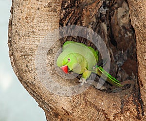 Indian Ring-necked Parakeet or Parrot Female