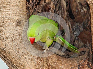 Indian Ring-necked Parakeet or Parrot Female