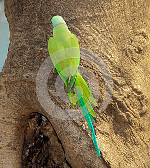 Indian Ring-necked Parakeet or Parrot- Male