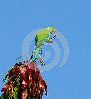 Indian Ring-necked Parakeet or Parrot- Male