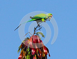 Indian Ring-necked Parakeet or Parrot- Male