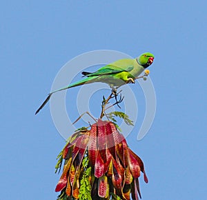 Indian Ring-necked Parakeet or Parrot- Male