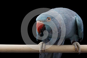 Indian Ringneck Parakeet photo