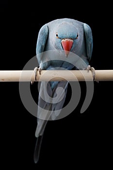 Indian Ringneck Parakeet photo