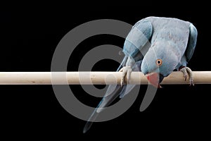 Indian Ringneck Parakeet photo