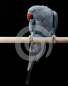 Indian Ringneck Parakeet photo