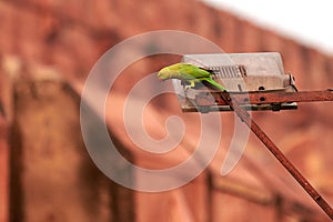 Indian ringneck parrot green feathering on lamppost near Agra Red Fort, green rose ringed parakeet