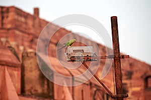 Indian ringneck parrot green feathering on lamppost near Agra Red Fort, green rose ringed parakeet