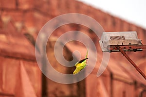 Indian ringneck parrot green feathering takes off lamppost Agra Red Fort background