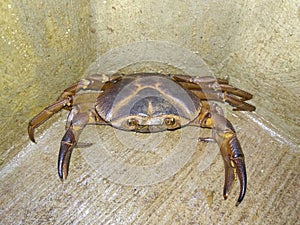 Indian river crab