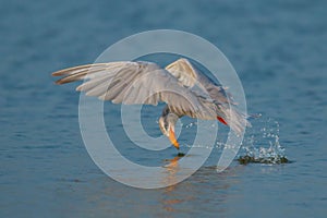Indian river tern or just river tern (Sterna aurantia)