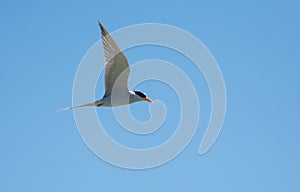 Indian river tern or just river tern Sterna aurantia flying