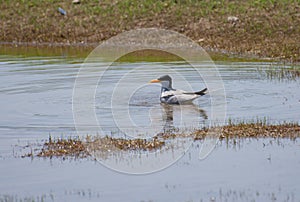 Indian river tern or just river tern Sterna aurantia at Fresh Water Lake in India